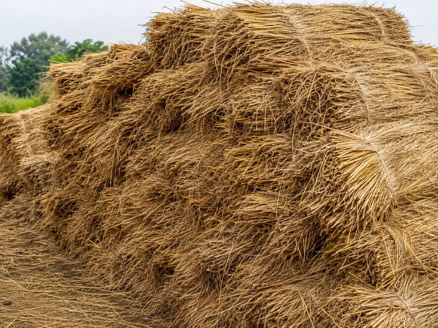 Rice straw for biomass shredding