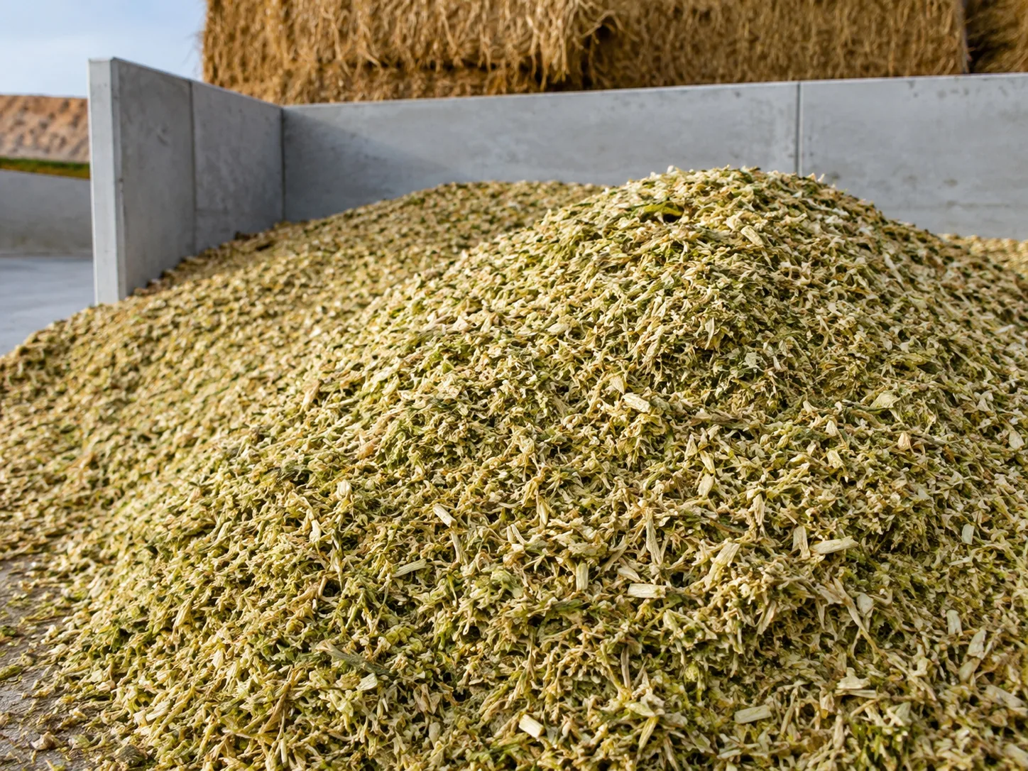 Chopped crop material for silage preparation